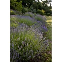 Når lavendlerne blomstre