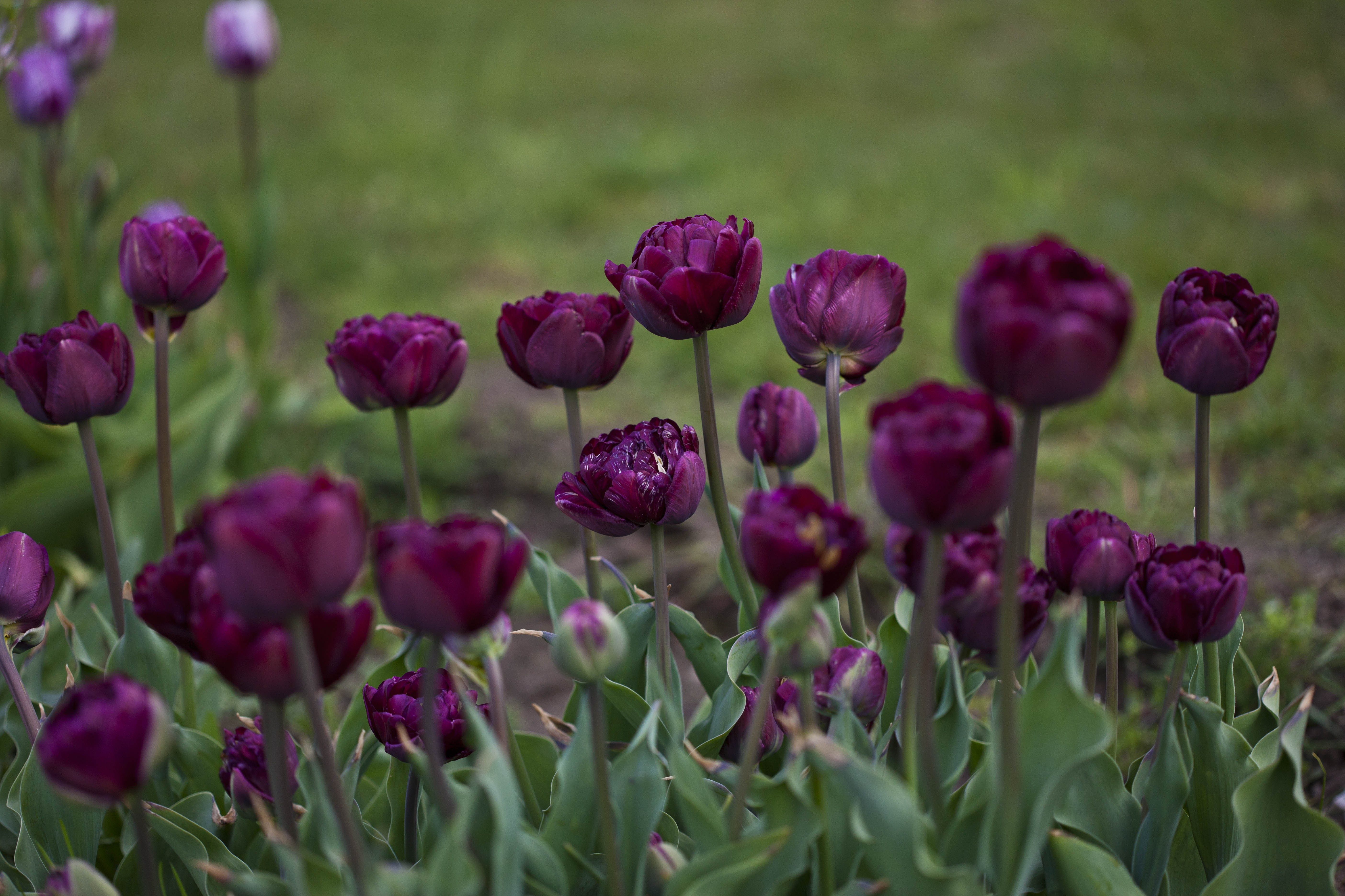 Tulipaner i Esthers Have - Maj 